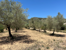 olive trees picture 1